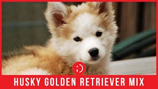 Meet Phoebe  Siberian Husky Golden Retriever Mix Dogs  Animals [upl. by Eleda]