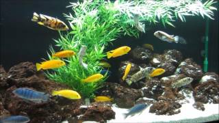 MBUNA IN THE AQUARIUM Tips and Advice for Selecting Fish and Keeping Mbuna Cichlids [upl. by Ferri733]