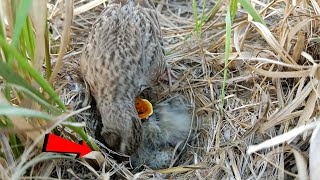 Skylarks bird is doing something below the babies AnimalsandBirds107 [upl. by Alyac]