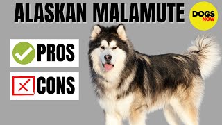 Alaskan Malamute 101  Pros and Cons of Owning [upl. by Wertz]