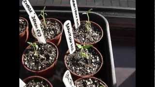 Potting On Small Chilli Seedlings [upl. by Eniladam]