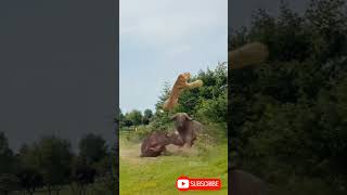 Bison vs Lion AnimalPowerCompetition AnimalHighlights [upl. by Bedell]