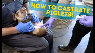 How to Castrate Piglets The Easy Way GRAPHIC VIDEO [upl. by Nira]