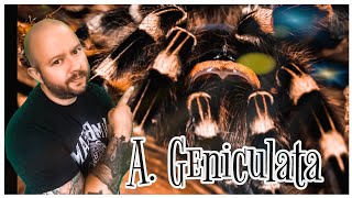 Brazilian white knee tarantula  acanthoscurria geniculata care video [upl. by Labotsirc]