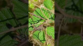 An incredible mating pair of Sand Wasps [upl. by Ignace]