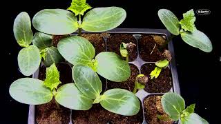 Watch a Loofah Seed Grow into a Seedling  Time Lapse Video [upl. by Suiradel]