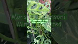 monstera adansonii mint variegated plants garden houseplants [upl. by Schlicher]