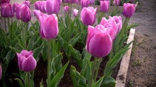 How to Grow Tulips  At Home With P Allen Smith [upl. by Steven815]