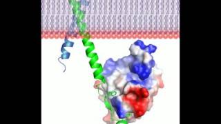 Talin protein  3D movie and a song Rate My Science [upl. by Yellek]