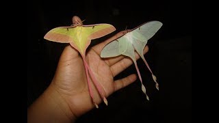 Chinese moon moth Actias dubernardi Moon Moth Breeding [upl. by Akemej]