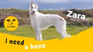 Zara the brilliant Borzoi  Dogs Trust Shoreham [upl. by Aric]