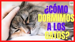 💔 ¿CÓMO DORMIR A UN GATO DEFINITIVAMENTE 💔 EUTANASIA EN GATOS CON PENTOBARBITAL [upl. by Affer]