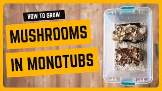 How to Grow Mushrooms in a Monotub [upl. by Enilecram]