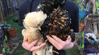 Eprinex to Treat MitesLice in Backyard Chickens Part 2 [upl. by Ellesij316]