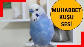 Muhabbet Kuşu Sesi [upl. by Melinde]