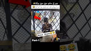 Part 1 👈 Chor Shocked – Shopkeeper Rocks 😂 [upl. by Aihsik]