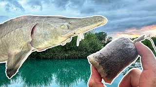 Fishing for HUGE UK Sturgeon [upl. by Civ39]