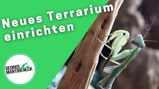 Neues Mantidenterrarium für Hierodula patellifera einrichten [upl. by Lyrac374]