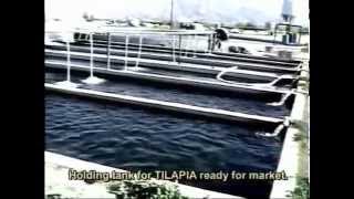 002 INTENSIVE TILAPIA FARMING  Coachella Valley Cal USA [upl. by Stone]