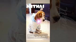 Mithai the Beagle  doglover love cute pets petlover puppy [upl. by Barta]