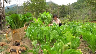 FULL VIDEO 60 Days Harvest Vegetables Gardening Pet Care Cooking Live On The Mountain [upl. by Yursa]