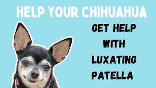 Chihuahua Luxating Patella [upl. by Nnaylloh658]