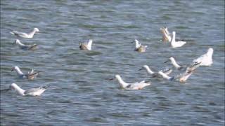 Birding in Camargue France What species of seagulls are these [upl. by Elumas]