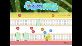 Absorption in the Small Intestine [upl. by Aleac633]