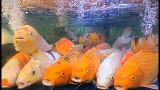 Xem Con Cá Chép  Cá Chép Khổng Lồ giant carps [upl. by Assirolc166]