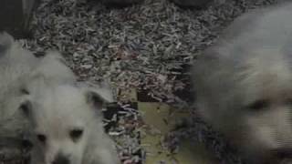 West Highland Terrier Puppies [upl. by Ylrebmyk989]