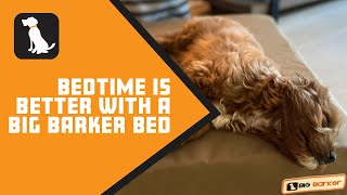 Bedtime Is Better With a Big Barker Bed [upl. by Drooff]