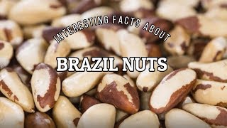 Interesting Facts About Brazil Nuts  Sincerely Nuts [upl. by Neersan17]