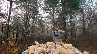 Cardinal Chickadee Blue Jays Woodpecker [upl. by Longan]