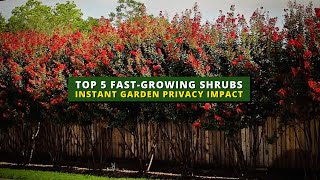 5 FastGrowing Shrubs for Instant Garden Privacy Impact 🌲🌳 [upl. by Jackqueline]