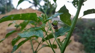 BLACK NIGHTSHADE The Truth About Solanum Nigrum Makoi  Medicinal Plants  The Rural Life [upl. by Abramson]