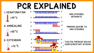 PCR Polymerase Chain Reaction Explained [upl. by Barn630]