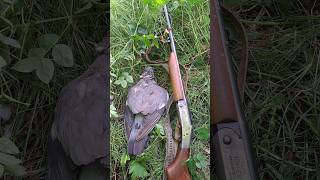 Wood pigeon hunting with HampR Topper singleshot shotgun shorts short shortsfeed [upl. by Kopans]