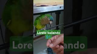 Loreto bailando y mordiendo [upl. by Straub]