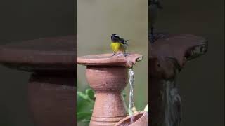 Cigüita Común o Reinita Coereba flaveola Bananaquit [upl. by Raseda]