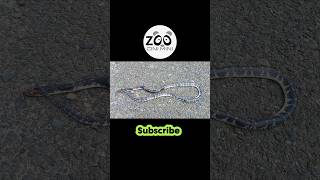 Snake petsvlogs minizoo firstvlog viralshorts shorts [upl. by Nikolia]