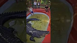 120YearOld Croc BREAKS World Record [upl. by Yeslek]