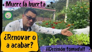 FINAL DEL HUERTO ¿RENOVAR REPLANTAR O TERMINAR TODO ASÍ SE RETOMA LABORES DE HUERTA AGROECOLÓGICA [upl. by Arihay]