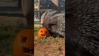 Porcupine with its pumpkin animals wildanimalsafari halloween enrichment porcupine [upl. by Stutzman287]