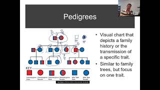 H25 Pedigrees And Punnett Squares [upl. by Varney9]