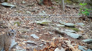 Wildlife Closeup Scavengers of the Appalachian forest [upl. by Dnomzed]