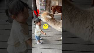 UNEXPECTED Alpaca kiss while trying to feed them food shorts alpacas funnymoments [upl. by Romola]