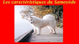 Samoyède Chien de Race Présentation  Explication  Particularité Chien qui Sourit Toujours 🐶✅ [upl. by Gerladina]