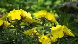 Oenothera fruticosa [upl. by Brenk737]