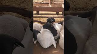 Dorper sheep at our small farm [upl. by Onfroi]