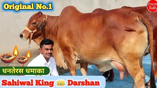 King Sahiwal 👑 Darshan Rao Balasar Sirsa ✅ Top Quality Pure Breed 75 मांग कर 55 में गाय लेने का मौका [upl. by Arihsan]